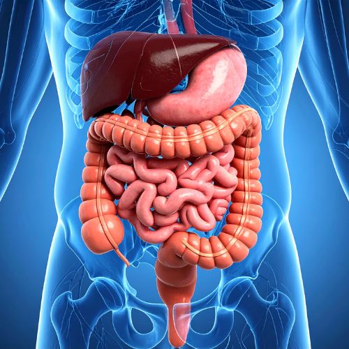 Gut Health, the Brain, and Why It Matters More Than You Think