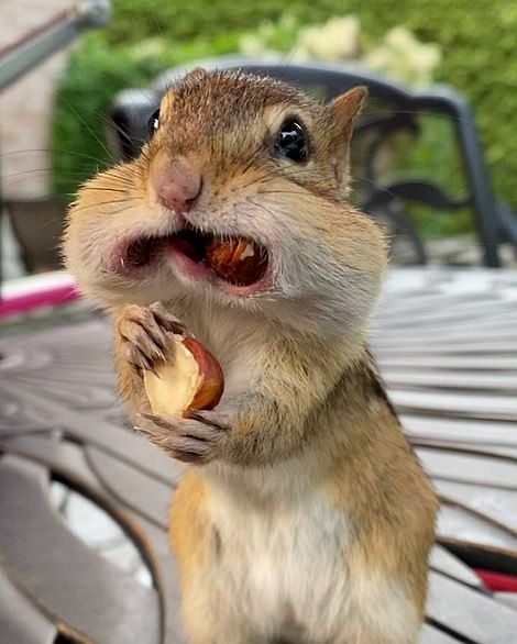 Squirrel BRAIN... the importance of analyzing your actions!